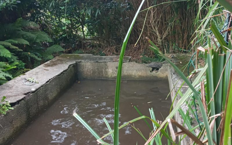 Cornouaille : de jeunes patriotes bretons nettoient et rénovent un lavoir du 17e siècle