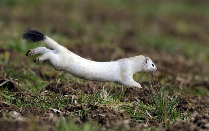 L’Hermine bretonne en danger de disparition : sauvons notre symbole vivant !