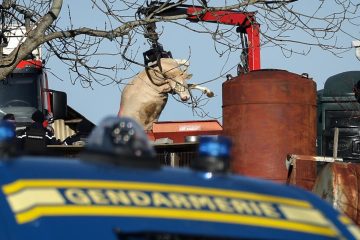 Éditorial : Contre l’abattage systémique, la Bretagne ne sacrifiera pas ses paysans !